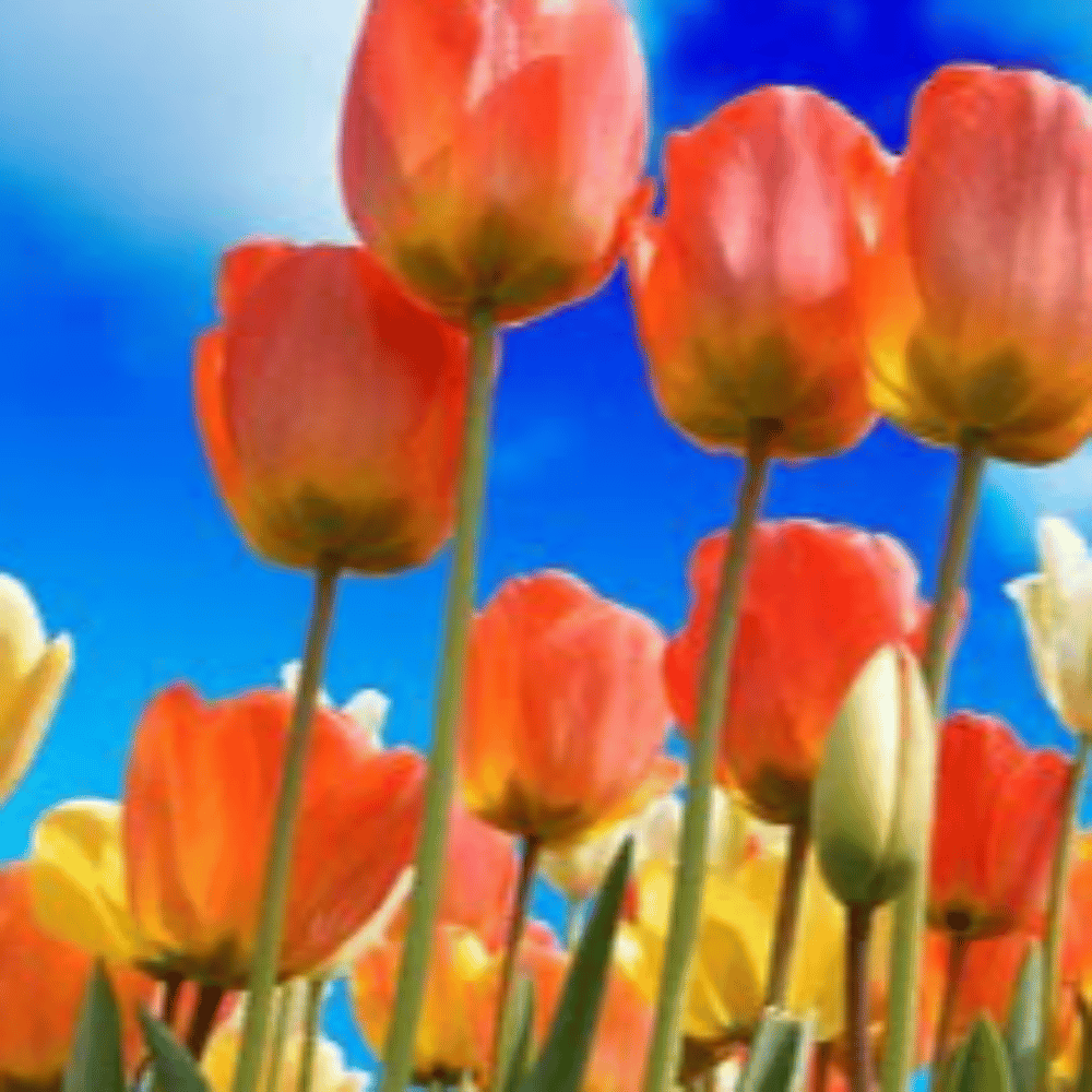 cover_image
