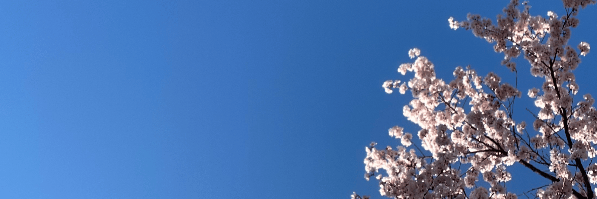 profile header