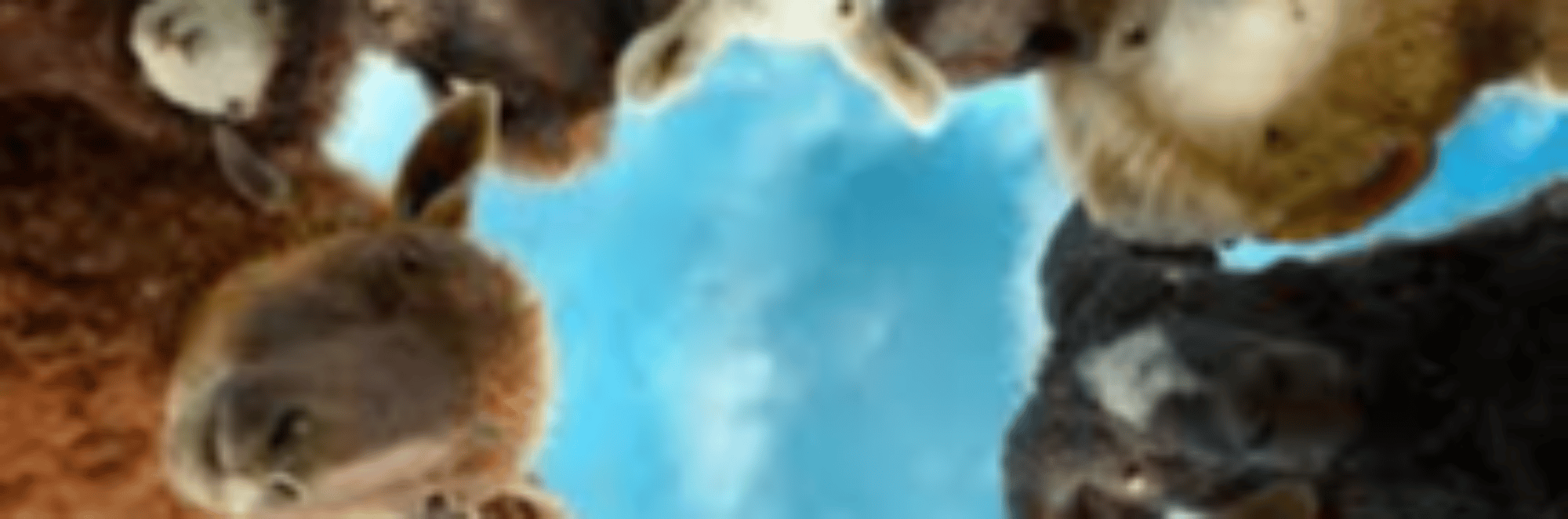 profile header