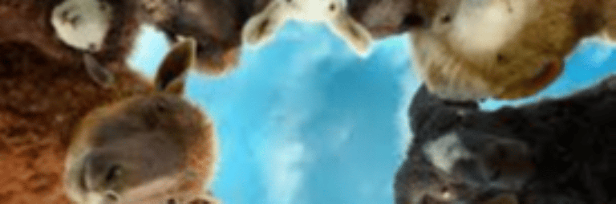 profile header