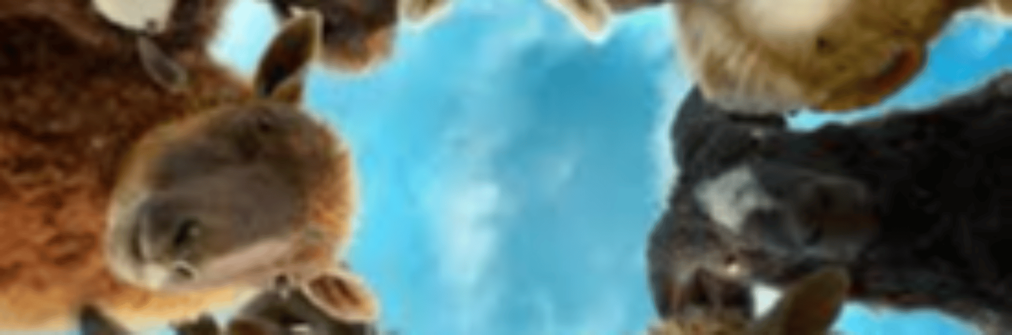 profile header