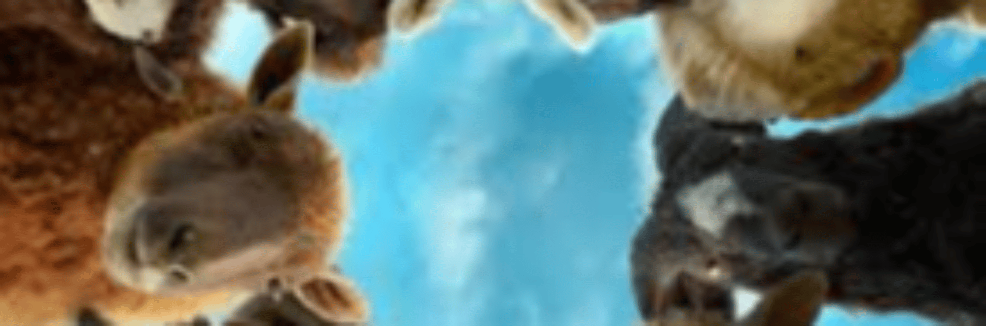profile header