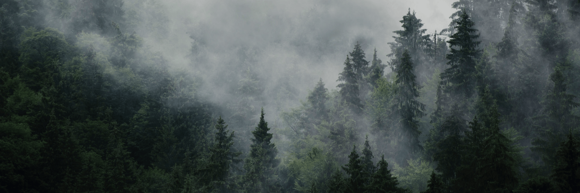 profile header