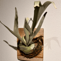 ユーザーアイコン